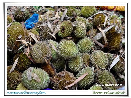 durian1