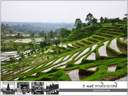 Jatiluwih Rice Terrace