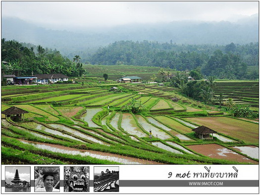 Jatiluwih Rice Terrace