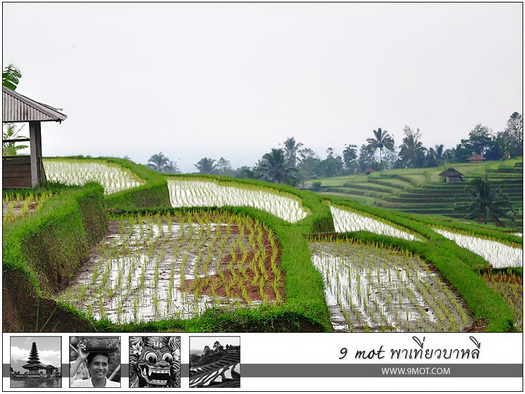 Jatiluwih Rice Terrace