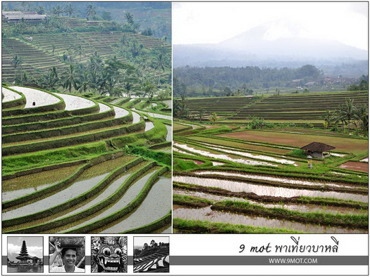 Jatiluwih Rice Terrace