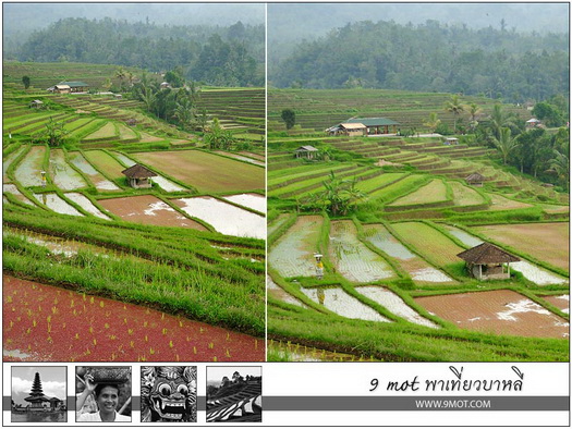 Jatiluwih Rice Terrace