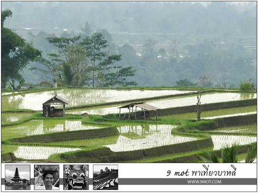 Jatiluwih Rice Terrace