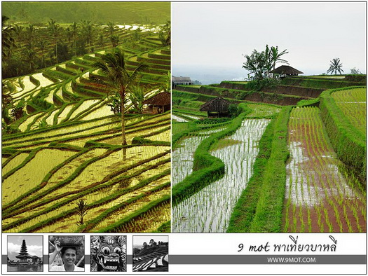 Jatiluwih Rice Terrace