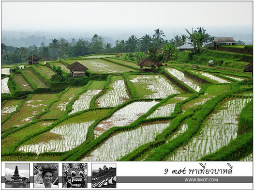 Jatiluwih Rice Terrace