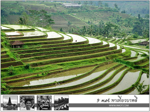 Jatiluwih Rice Terrace