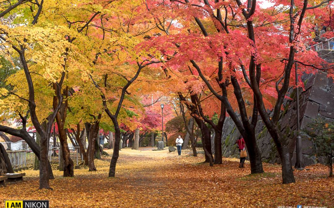 Autumn in Japan #1 ขับรถตะลุยภูมิภาคโทโฮคุ ตระการตาแหล่งชมใบไม้เปลี่ยนสี ที่คนไทยไม่คุ้นเคย