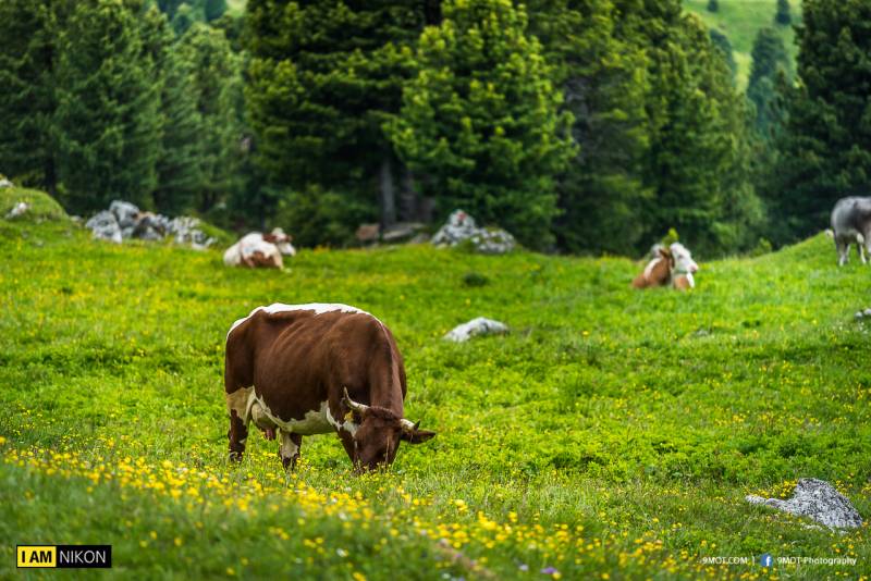 Dolomites-Italy-146