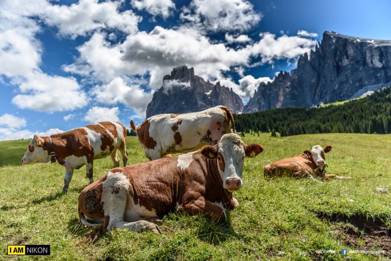 Dolomites-Italy-191