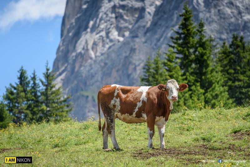 Dolomites-Italy-240