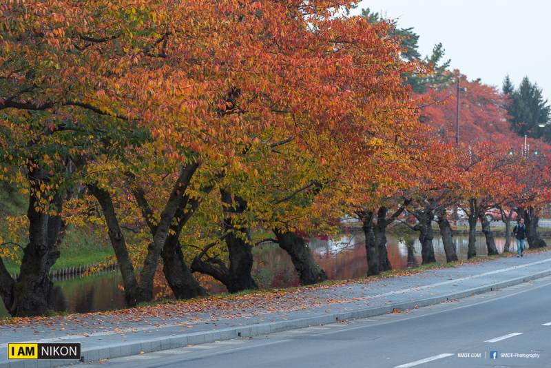 ใบไม้เปลี่ยนสีที่ Hirosaki park ญี่ปุ่น