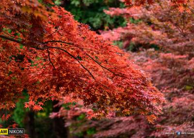 ใบไม้เปลี่ยนสีที่ Hirosaki park ญี่ปุ่น