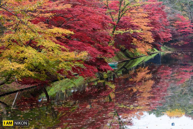 ใบไม้เปลี่ยนสีที่ Hirosaki park ญี่ปุ่น