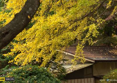 ใบไม้เปลี่ยนสีที่ Hirosaki park ญี่ปุ่น