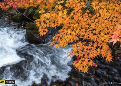 Nagano Maple Mountain