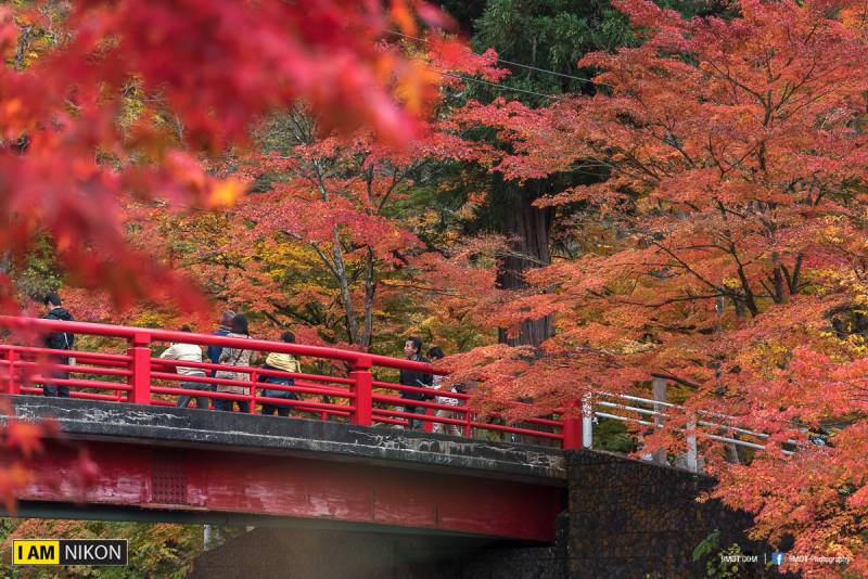 Nagano Maple Mountain 