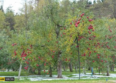 Nagano Maple Mountain