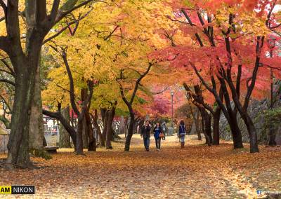 Iwate park