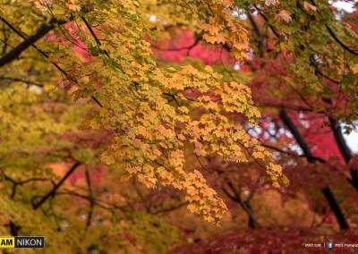 Iwate park