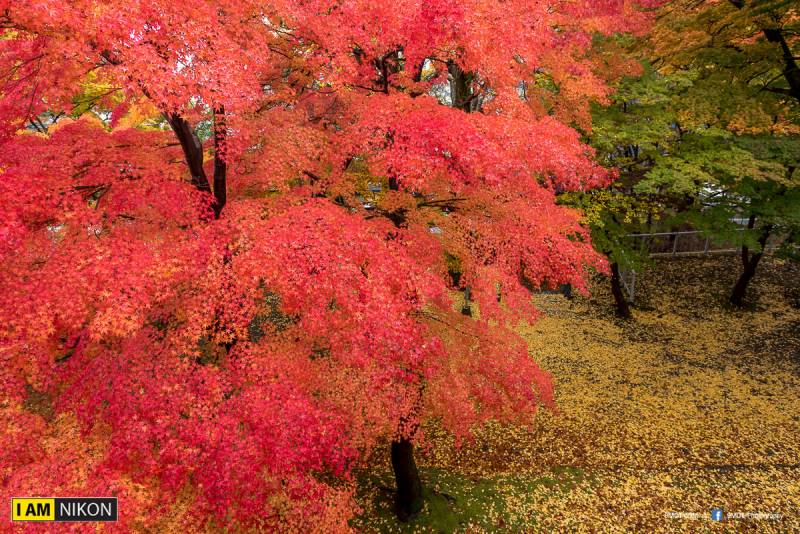 Iwate park 